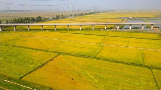 田間地頭好“豐”景