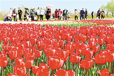     紅色——銀川花博園里盛開的郁金香紅似火焰。寧夏把良好生態(tài)環(huán)境作為最普惠的民生福祉，還百姓綠水青山，不斷滿足人民日益增長的優(yōu)美生態(tài)環(huán)境需要。                 本報記者 馬楠 攝